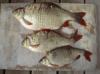 Neben guten Hechten können Sie auch jede Menge Weißfisch fangen.